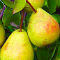 Груша "Скарб" (осінній сорт, середній термін дозрівання)