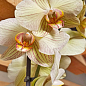 Орхідея (Phalaenopsis) "Tiger Gold"