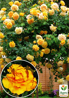 Роза штамбовая "Керио" (саженец класса АА+) высший сорт1