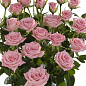 Роза мелкоцветковая (спрей) "Odilliya" (саженец класса АА+) высший сорт