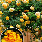 Роза штамбовая "Керио" (саженец класса АА+) высший сорт