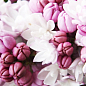 Сирень махровая инвитро "Анабель" (Syringa Anabe) вазон С1,5