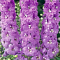 Дельфініум махровий «Lavender White Bee»