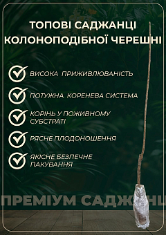 Эксклюзив! Черешня колоновидная "Розовая"16