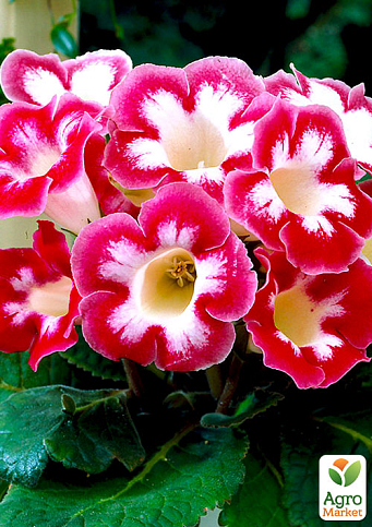 Глоксинія "Blanche de Meru" 1шт в упаковці