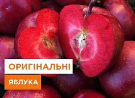 Як виростити яблуні з червоною м'якоттю - корисні статті про садівництво від Agro-Market