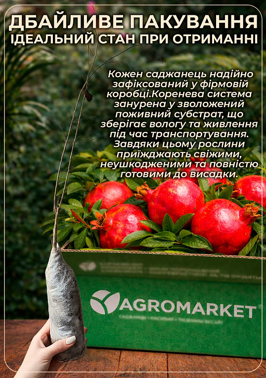 Гранат садовый 3-х летний «Велес» (высота саженца 90-120см) - фото 3