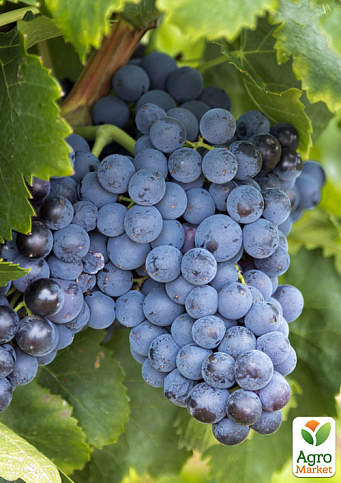 Виноград "Бастардо" (європейський винний сорт)