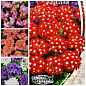 Комплект семян цветов "Ароматный сад" 25уп