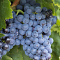 Виноград "Бастардо" (європейський винний сорт)