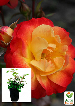 Троянда в контейнері флорибунда "Firebird" (саджанець класу АА+)1