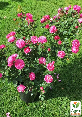 Роза плетистая "Буги Вуги" (саженец класса АА+) высший сорт - фото 3