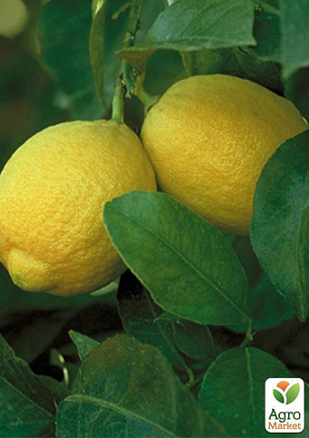 Лимон "Лисбон" - фото 2
