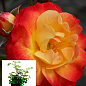 Троянда в контейнері флорибунда "Firebird" (саджанець класу АА+)