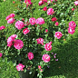 Роза плетистая "Буги Вуги" (саженец класса АА+) высший сорт цена