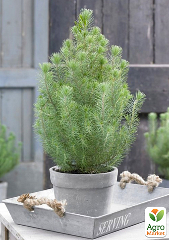 LMTD Сосна Итальянская "Silver Crest" (высота 20-40см)