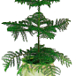 Араукария (Araucaria heterophylla) комнатная ель (высота 30-45см)