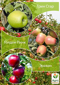 Дерево-сад Яблоня "Грин Стар+Голден Пинк+Эраван" 1