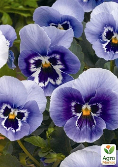 Віола (Viola Cornuta) "Delft Blue"5