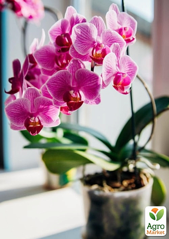 Торфосмесь для орхидей COMPO SANA 5л (1611) - фото 4