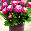 Жоржина "Melody Pink Allegro"