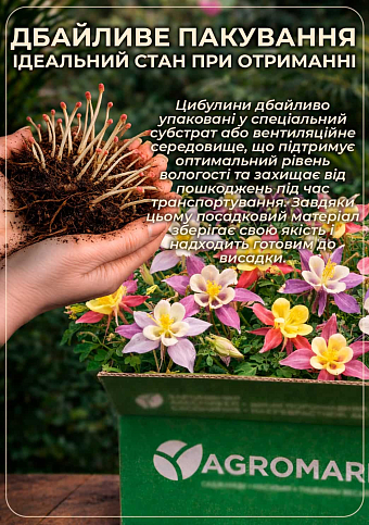 Аквилегия махровая "Ruby Port" 1 шт в упаковке - фото 3