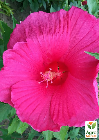 Гибискус травянистый малиновый "Галактика"