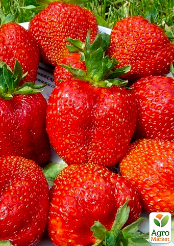 Ексклюзив! Полуниця рубіново-червона "Влада короля" (Power of the king) (преміальний ремонтантний сорт, дуже солодка)