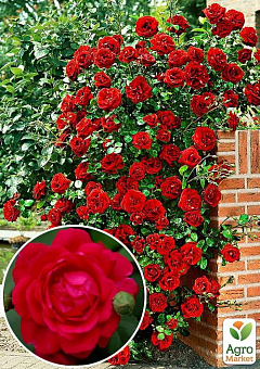 Троянда плетиста "Пол Скарлет клаймер" (саджанець класу АА +) вищий сорт2