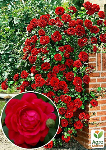 Роза плетистая "Пол скарлет клаймер" (саженец класса АА+) высший сорт