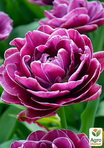 Тюльпан "Lilac Perfection" 3шт в упаковке