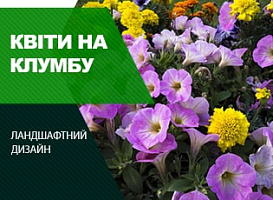Клумбові квіти - корисні статті про садівництво від Agro-Market