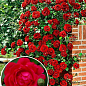 Троянда плетиста "Пол Скарлет клаймер" (саджанець класу АА +) вищий сорт