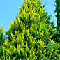 Кипарисовик "Alumi Gold Chamaecyparis" вазон П9