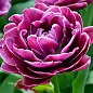 Тюльпан "Lilac Perfection" 3шт в упаковке
