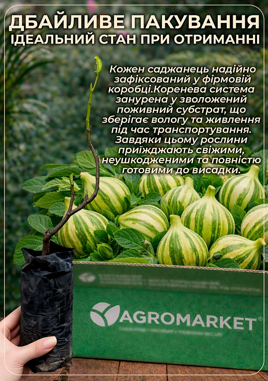 Инжир полосатый "Панч" (Panache) - фото 6