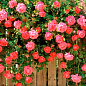 Троянда плетиста "Мейнтауер" (Maintower) (саджанець класу АА+) вищий сорт цена
