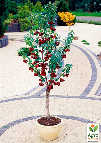 Вишня колоновидна "Малютка"