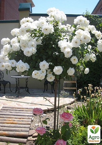Троянда штамбова "Kristall" (саджанець класу АА +) вищий сорт - фото 2