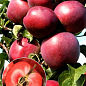 Яблуня колоноподібна червоном'яса "Redmin" укорінена в контейнері (саджанець 2 роки) цена