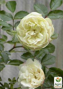 Роза миниатюрная "Green Ice" (саженец класса АА+) высший сорт1
