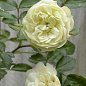 Роза миниатюрная "Green Ice" (саженец класса АА+) высший сорт