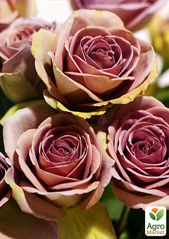 Эксклюзив! Роза чайно-гибридная кофейная с блестящей листвой "Лакшери" (Luxury) (саженец класса АА+, премиальный обильно цветущий сорт)1