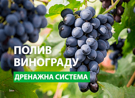 Полив винограду через дренажні труби - корисні статті про садівництво від Agro-Market