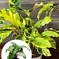 Калатея "Fusion Yellow" высота 35-45см
