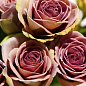 Эксклюзив! Роза чайно-гибридная кофейная с блестящей листвой "Лакшери" (Luxury) (саженец класса АА+, премиальный обильно цветущий сорт)