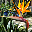 Стреліція Королівська "Bird of Paradise"