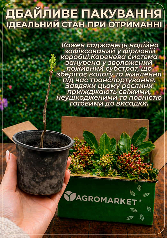 Сычуаньский перец "Zanthoxylum" (перечное дерево) высота 10см - фото 4