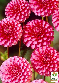 Георгина "Little William" 1шт в упаковке3