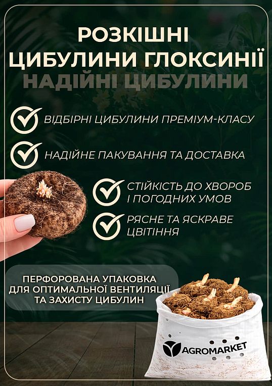 Глоксиния "Kaiser Friedrich" 1шт в упаковке - фото 2